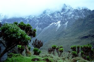 Rwenzori Mountains National Park, 