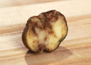Potato ruined by blight