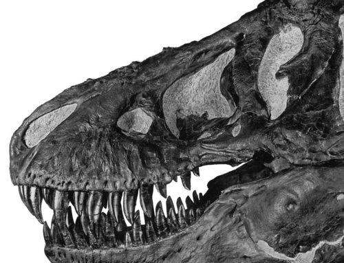 Tales That Fossil Teeth Can Tell